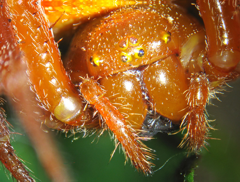 Araneus alsine